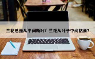兰花总是从中间断叶？兰花从叶子中间枯萎？