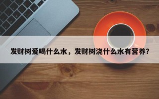 发财树爱喝什么水，发财树浇什么水有营养？