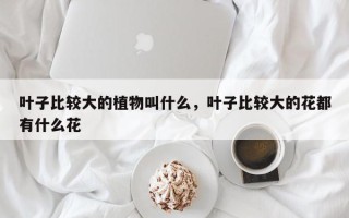 叶子比较大的植物叫什么，叶子比较大的花都有什么花