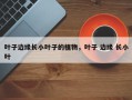 叶子边缘长小叶子的植物，叶子 边缘 长小叶