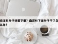 南洋杉叶子枯萎下垂？南洋杉下面叶子干了怎么办？