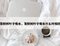 发财树叶子喷水，发财树叶子喷水什么时候好