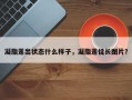 凝脂莲出状态什么样子，凝脂莲徒长图片？