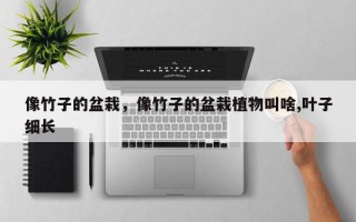 像竹子的盆栽，像竹子的盆栽植物叫啥,叶子细长