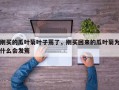 刚买的瓜叶菊叶子蔫了，刚买回来的瓜叶菊为什么会发蔫