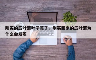 刚买的瓜叶菊叶子蔫了,刚买回来的瓜叶菊为什么会发蔫 刚买的瓜叶菊叶子蔫了,刚买回来的瓜叶菊为什么会发蔫