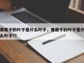 像扇子的叶子是什么叶子，像扇子的叶子是什么叶子?？