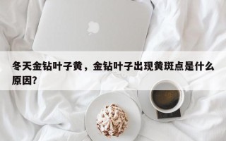 冬天金钻叶子黄，金钻叶子出现黄斑点是什么原因？