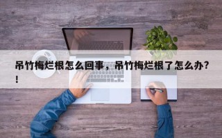 吊竹梅烂根怎么回事，吊竹梅烂根了怎么办?！