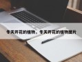 冬天开花的植物，冬天开花的植物图片