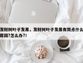 发财树叶子发黑，发财树叶子发黑有斑点什么原因?怎么办?！