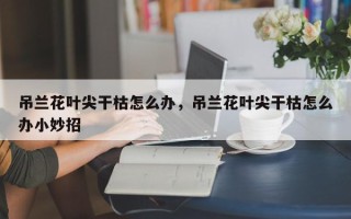 吊兰花叶尖干枯怎么办,吊兰花叶尖干枯怎么办小妙招 吊兰花叶尖干枯怎么办,吊兰花叶尖干枯怎么办小妙招