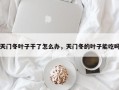 天门冬叶子干了怎么办，天门冬的叶子能吃吗