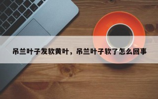 吊兰叶子发软黄叶，吊兰叶子软了怎么回事