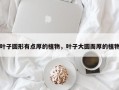 叶子圆形有点厚的植物，叶子大圆而厚的植物