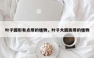 叶子圆形有点厚的植物，叶子大圆而厚的植物