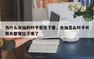为什么水仙的叶子会往下垂，水仙怎么叶子长很长都耷拉下来了
