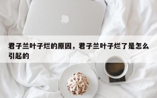 君子兰叶子烂的原因,君子兰叶子烂了是怎么引起的 君子兰叶子烂的原因,君子兰叶子烂了是怎么引起的