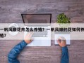 一帆风顺花卉怎么养殖？一帆风顺的花如何养殖？