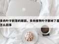 多肉叶子脱落的原因，多肉植物叶子都掉了是怎么回事