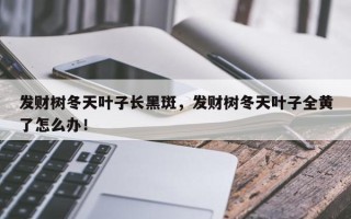 发财树冬天叶子长黑斑，发财树冬天叶子全黄了怎么办！