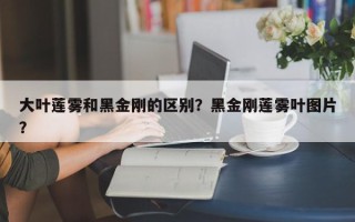 大叶莲雾和黑金刚的区别？黑金刚莲雾叶图片？