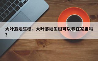 大叶落地生根，大叶落地生根可以养在家里吗?