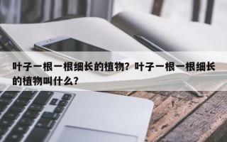 叶子一根一根细长的植物？叶子一根一根细长的植物叫什么？