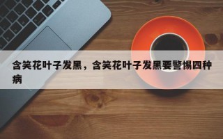 含笑花叶子发黑，含笑花叶子发黑要警惕四种病