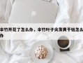 伞竹开花了怎么办，伞竹叶子尖发黄干枯怎么办