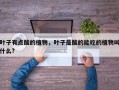 叶子有点酸的植物，叶子是酸的能吃的植物叫什么?
