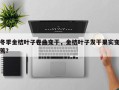 冬季金桔叶子卷曲变干，金桔叶子发干果实变蔫？
