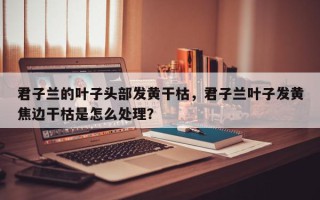 君子兰的叶子头部发黄干枯，君子兰叶子发黄焦边干枯是怎么处理？