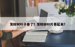 发财树叶子卷了？发财树叶片卷起来？