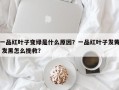 一品红叶子变绿是什么原因？一品红叶子发黄 发黑怎么挽救？