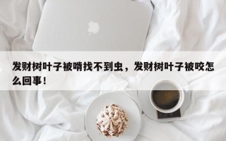 发财树叶子被啃找不到虫，发财树叶子被咬怎么回事！