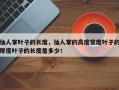 仙人掌叶子的长度，仙人掌的高度宽度叶子的厚度叶子的长度是多少！