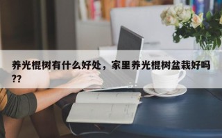 养光棍树有什么好处，家里养光棍树盆栽好吗?？