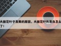 大丽花叶子发黄的原因，大丽花叶片发白怎么了！