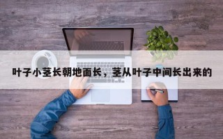 叶子小茎长朝地面长，茎从叶子中间长出来的