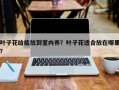 叶子花给能放到室内养？叶子花适合放在哪里？