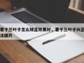 君子兰叶子怎么矫正效果好，君子兰叶子纠正法图片