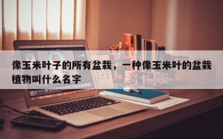 像玉米叶子的所有盆栽，一种像玉米叶的盆栽植物叫什么名字