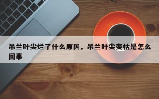 吊兰叶尖烂了什么原因，吊兰叶尖变枯是怎么回事