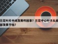 兰花叶片中间发黄咋回事？兰花中心叶子从底部发黄干枯？