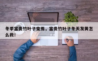 冬季富贵竹叶子变焉，富贵竹叶子冬天发黄怎么救！