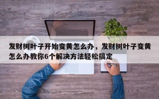 发财树叶子开始变黄怎么办，发财树叶子变黄怎么办教你6个解决方法轻松搞定