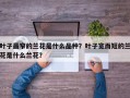 叶子最窄的兰花是什么品种？叶子宽而短的兰花是什么兰花？