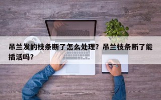 吊兰发的枝条断了怎么处理?吊兰枝条断了能插活吗? 吊兰发的枝条断了怎么处理?吊兰枝条断了能插活吗?
