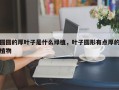 圆圆的厚叶子是什么绿植，叶子圆形有点厚的植物